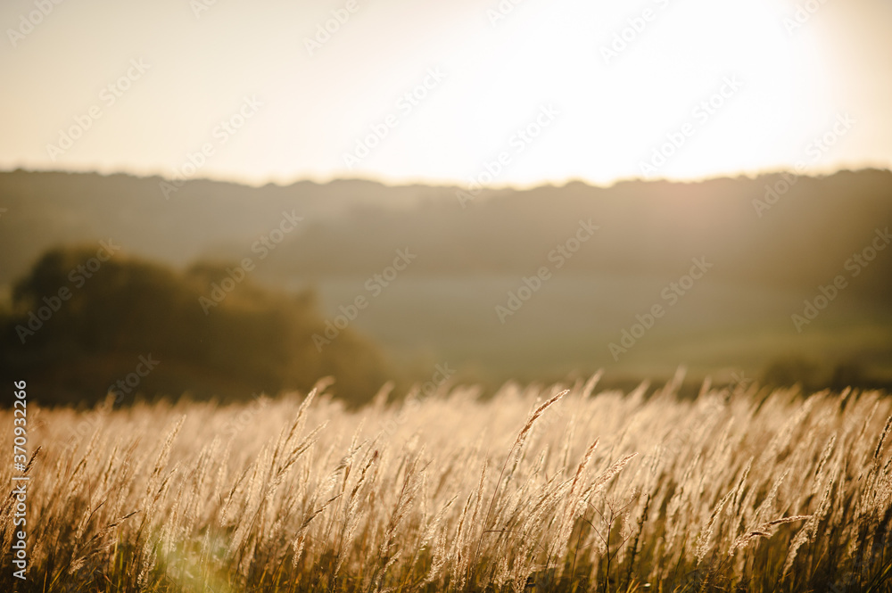 Yellow grass on the field in the sunlight at sunset. Background. World, country environment day concept. Stunning meadow sunrise with bokeh light. Autumn, spring, summer. Yellow grass on the field in the sunlight at sunset. Background. World, country environment day concept. Stunning meadow sunrise with bokeh light. Autumn, spring, summer.