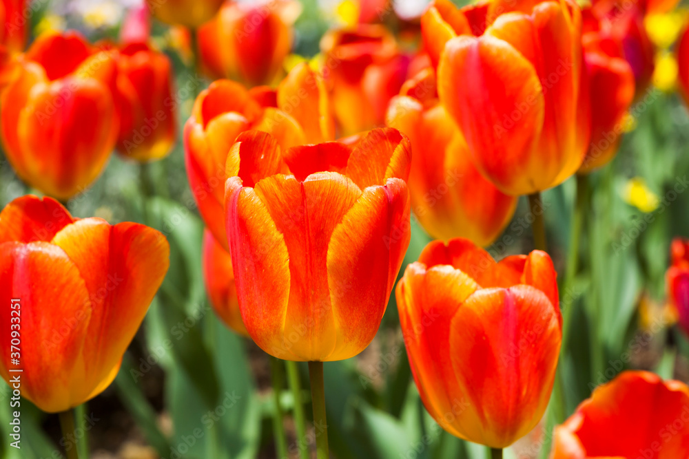 Close-up tulips growing in the garden Close-up tulips growing in the garden