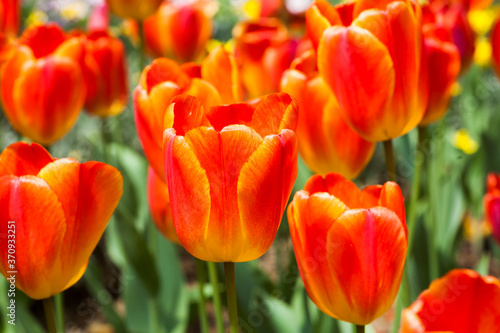 Close-up tulips growing in the garden