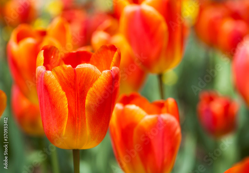 Close-up tulips growing in the garden