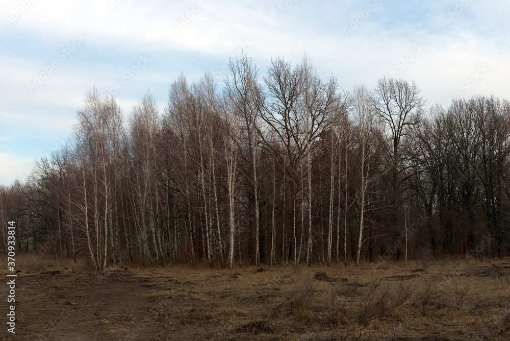 Birch grove on a spring evening. Leafless trees at dusk. Overcast weather. Birch grove on a spring evening. Leafless trees at dusk. Overcast weather.