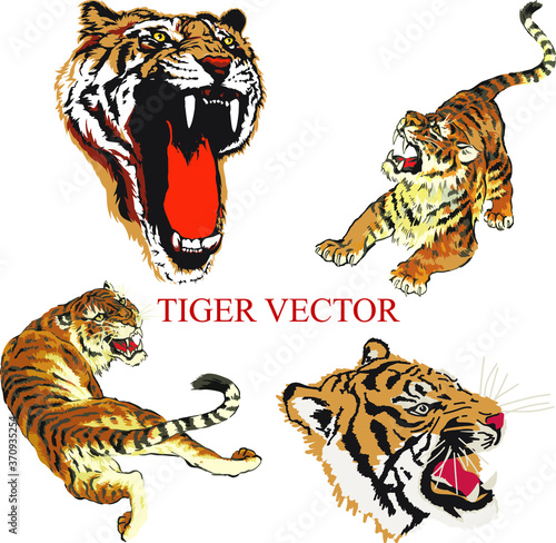 tiger, tiger sketch, royal Bengal tiger, Siberian tiger, tiger head