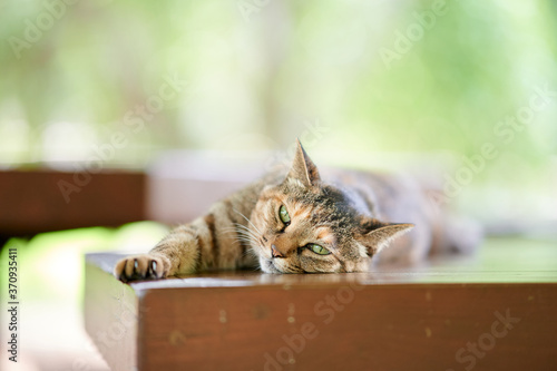 Fototapeta Naklejka Na Ścianę i Meble -  木のベンチの上でのんびりしている猫