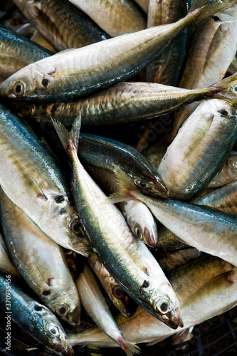 Fresh raw Fish at the fish market. The Qianzhen fish market auction scene in Kaohsiung, Taiwan.