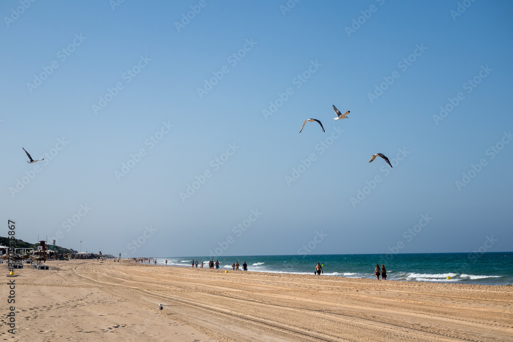 Naklejka premium La Barrosa beach in Sancti Petri, Cádiz, with a large amount of sand without water as the tide is low