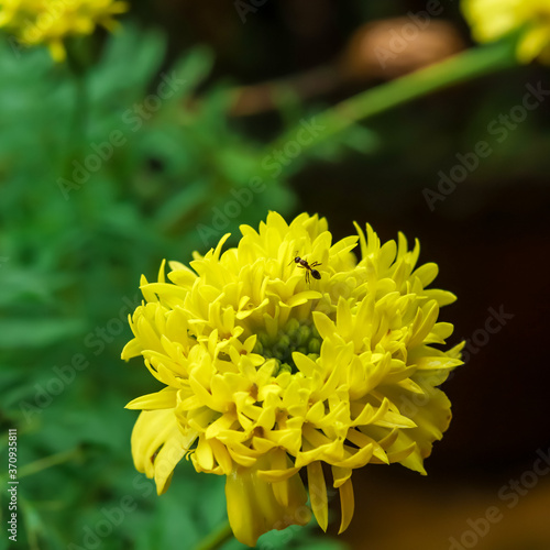 An ant searching honey in a yellow flower