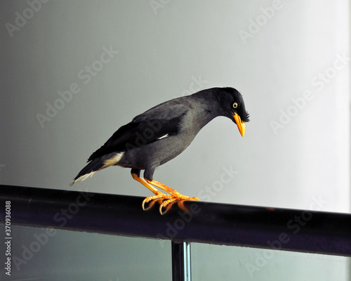 Photography Javan Mynah Perched on Railing