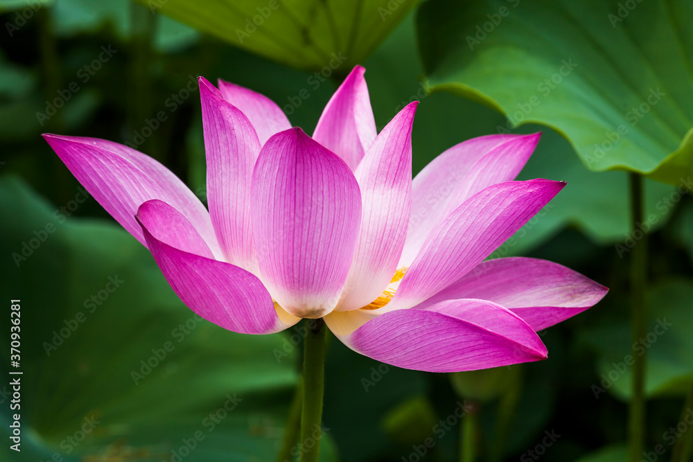 Beautiful lotus flower in the garden