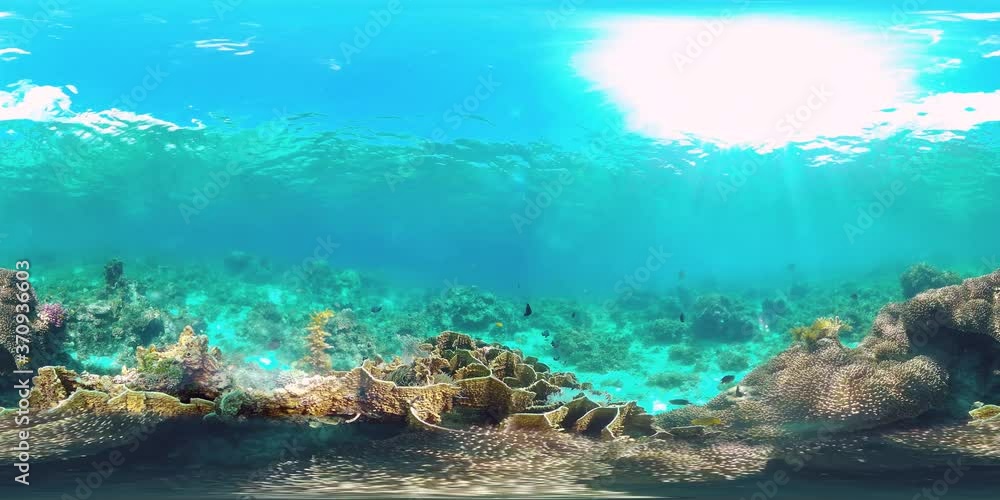 Underwater fish reef marine 360VR. Tropical colorful underwater seascape with coral reef. Panglao, Philippines. Underwater fish reef marine 360VR. Tropical colorful underwater seascape with coral reef. Panglao, Philippines.