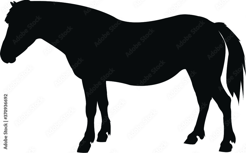 Obraz premium horse silhouette vector