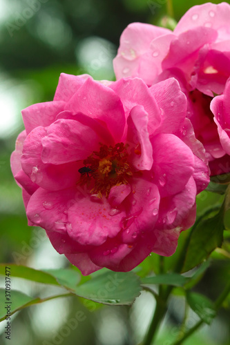 pink rose flower