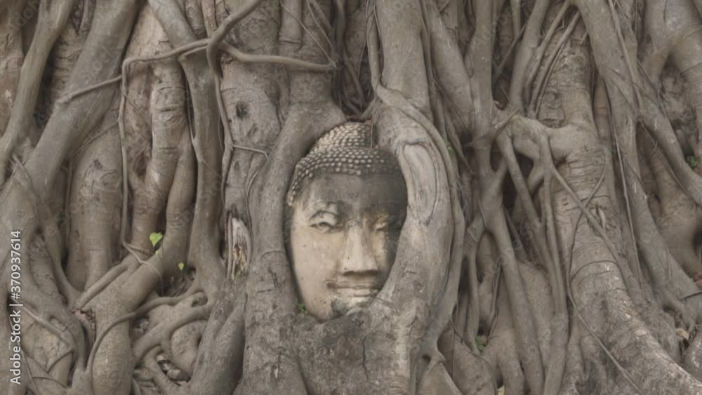 Wat Mahathat Buddha head embedded in a Banyan tree root-covered Ayutthaya Thailand Southeast Asian Temple Ruins Wat Mahathat Buddha head embedded in a Banyan tree root-covered Ayutthaya Thailand Southeast Asian Temple Ruins