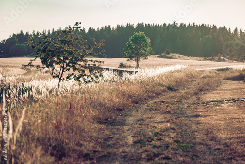 Fototapeta Naklejka Na Ścianę i Meble -  dirt road in a summer field