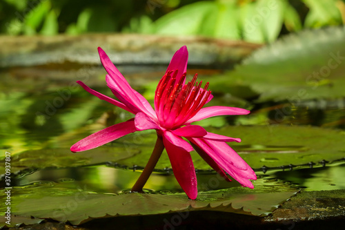 Lotus in a small garden