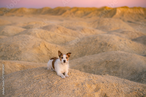 dog on a sandy quarry at sunset. Jack Russell Terrier through the hills of sand. Active pet © annaav