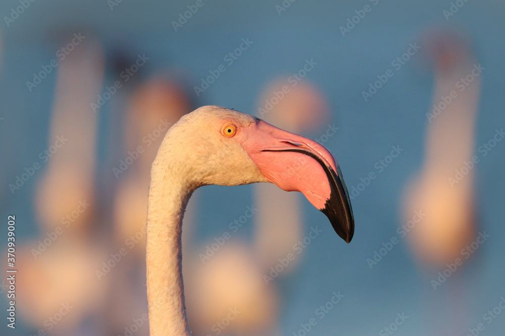 Fototapeta premium Portrait of a pink flamingo in the wild at sunset