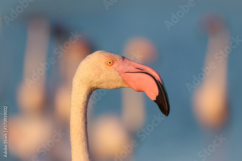Portrait of a pink flamingo in the wild at sunset