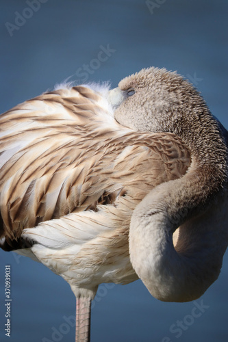 Young pink flamingo resting on the water photo