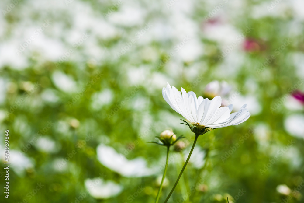 Close-up colorful cosmos flowers with the blurry background Close-up colorful cosmos flowers with the blurry background