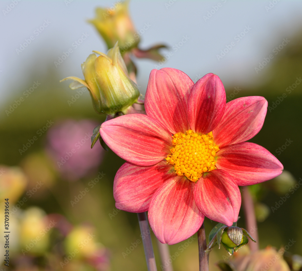 Fototapeta premium Dahlia