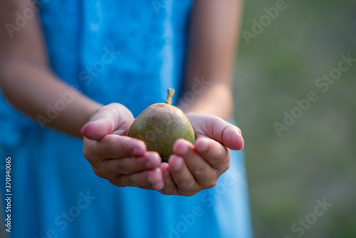 A beautiful long-haired girl picks pears in the garden. The child is holding a pear. The girl smiles and picks pears. Harvesting 