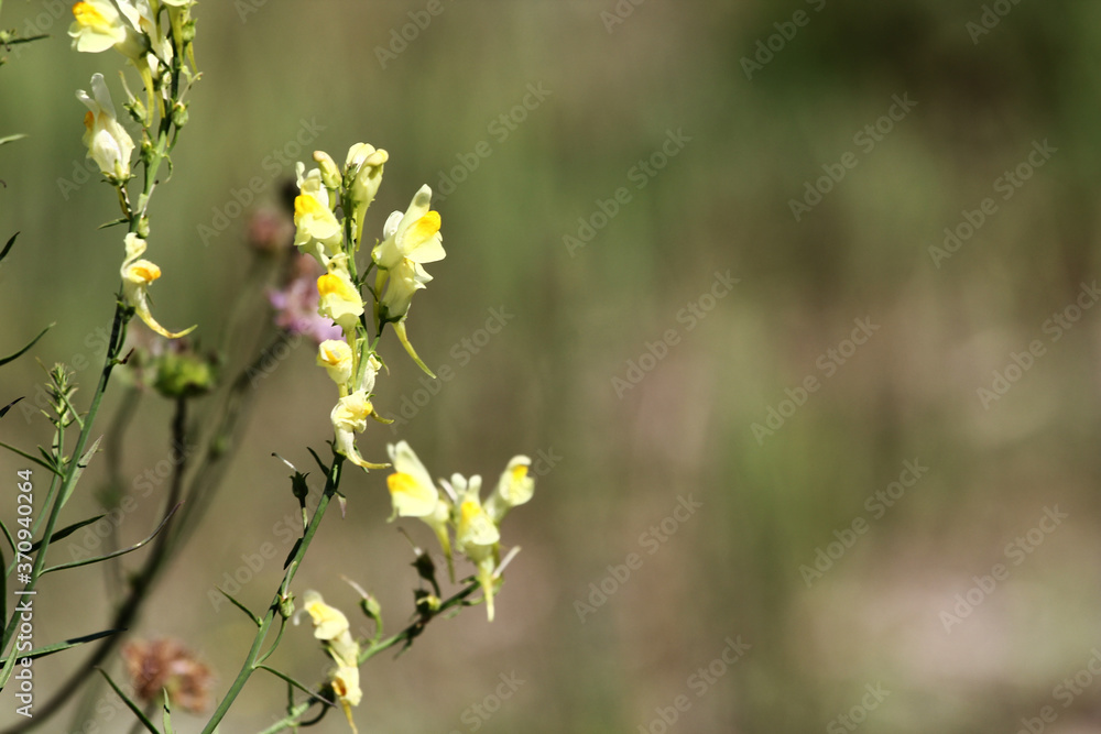 Detail of a toadflox Linaria vulgaris flowering in the grass. Detail of a toadflox Linaria vulgaris flowering in the grass.