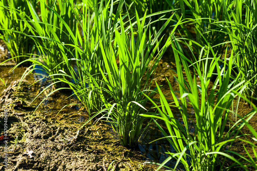 Close-up rice seedlings in the fields