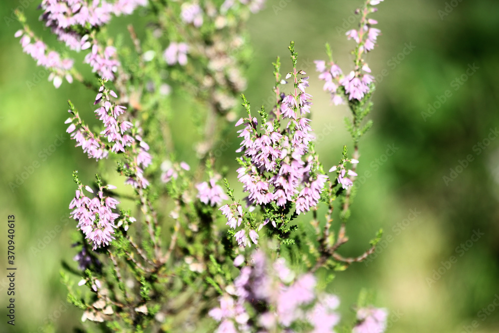 Summer flowers and Heath. Bell heather, Erica Calluna vulgaris blooms pink in the sunlight Summer flowers and Heath. Bell heather, Erica Calluna vulgaris blooms pink in the sunlight