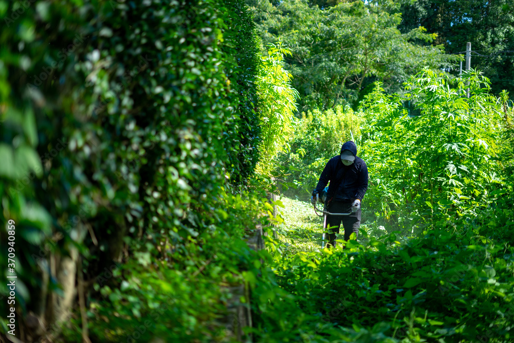 Fototapeta premium 草刈りをする男性