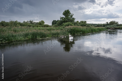 Fototapeta Naklejka Na Ścianę i Meble -  swans in the wild floating on the river,