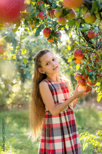 A beautiful long-haired girl picks apples in the garden. The child is holding a basket of apples. The girl smiles and picks apples. Harvesting
