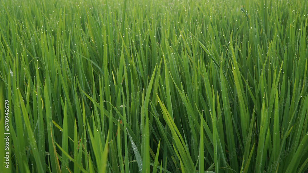Green rice plant leaves with dew and bokeh Green rice plant leaves with dew and bokeh