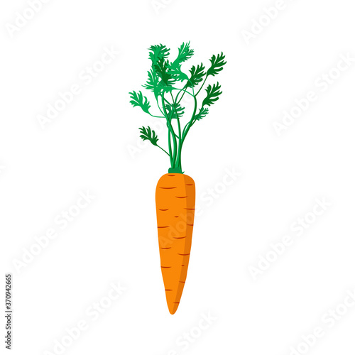 Fresh young carrot. Healthy food. Vector illustration on a white isolated background.