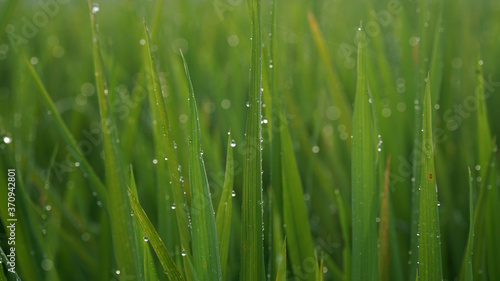 Green rice plant leaves with dew and bokeh