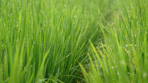 Green rice plant leaves with dew and bokeh