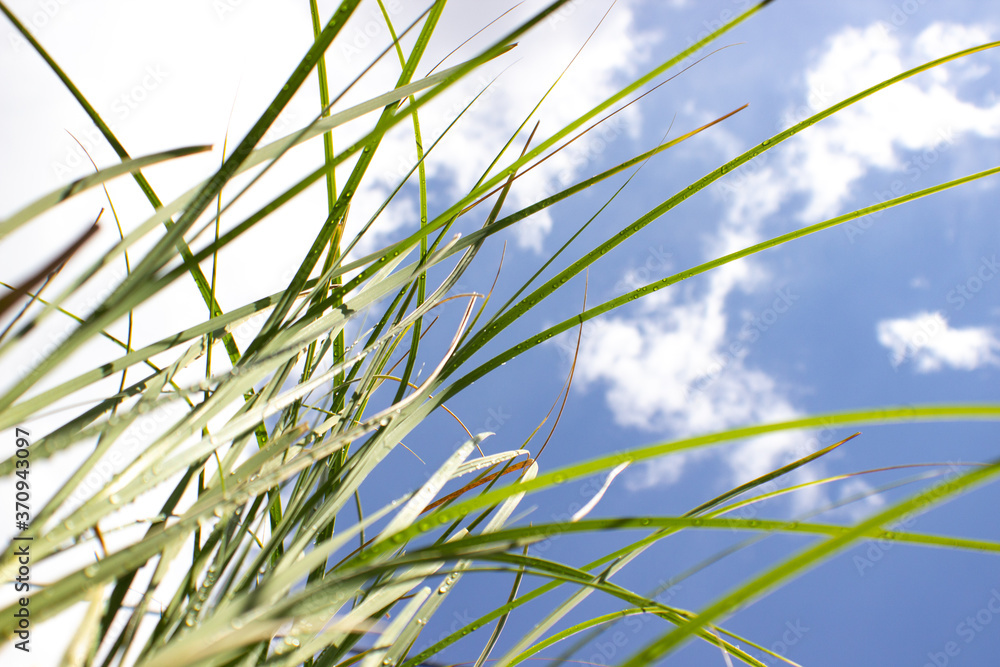 Fototapeta premium Fresh green grass with rain drops in sunshine on sky background.