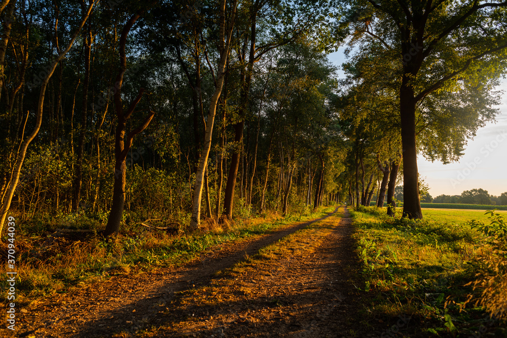 Fototapeta premium a small avenue on a moor is illuminated by the morning rays of the sun