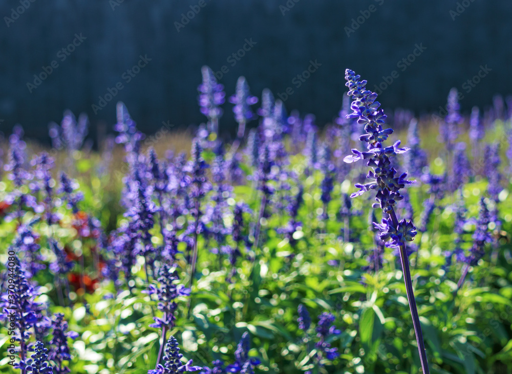 Obraz premium ラベンダー 素材