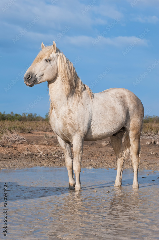 Obraz premium Camargue horse stallion, Bouches du Rhône, France