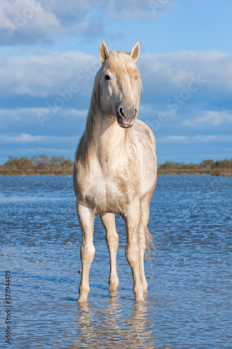 Camargue horse stallion  Bouches du Rh  ne  France