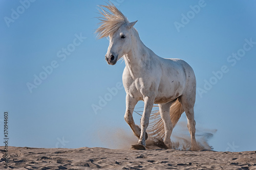 Camargue horse running on the beach  Bouches du Rh  ne  France