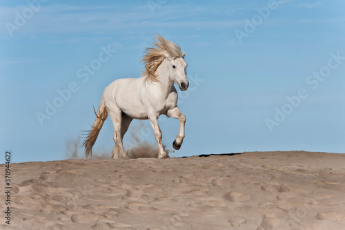 Camargue horse running on the beach, Bouches du Rhône, France
