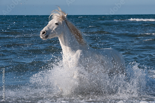 Camargue horse running in the water, Bouches du Rhône, France