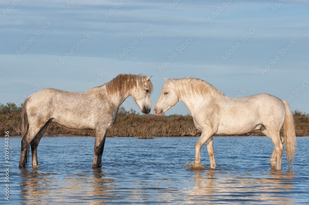 Fototapeta premium Camargue horses stallions fighting in the water, Bouches du Rhône, France