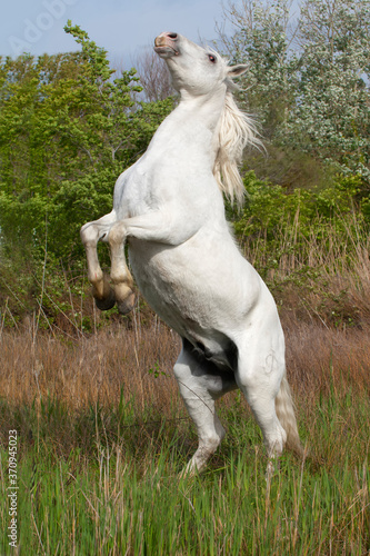 Camargue horse stallion rising on his rear legs, Bouches du Rhône, France photo