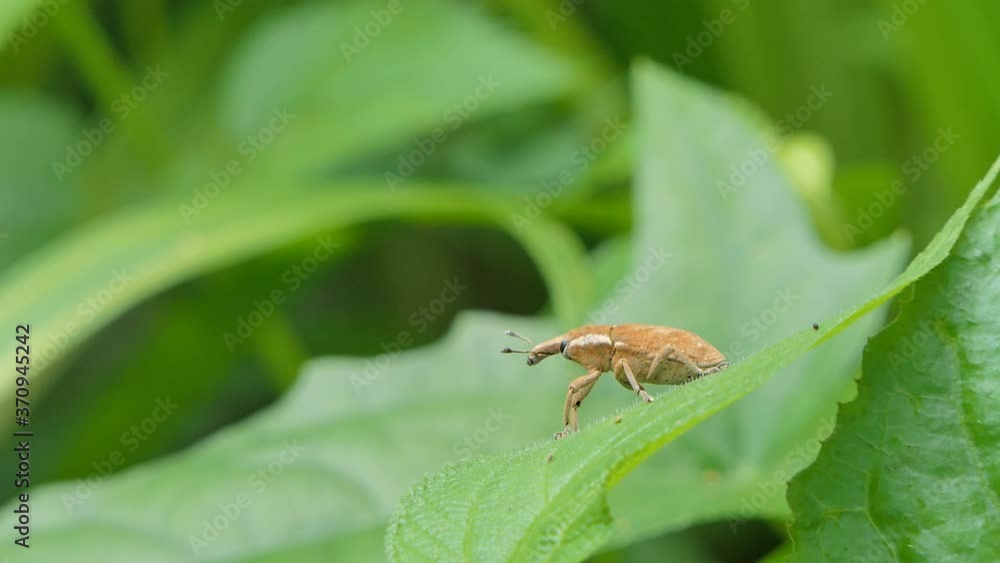 Snout Weevil, Hypomeces squamosus Fabricius, on green leaf in tropical rain forest. Snout Weevil, Hypomeces squamosus Fabricius, on green leaf in tropical rain forest.