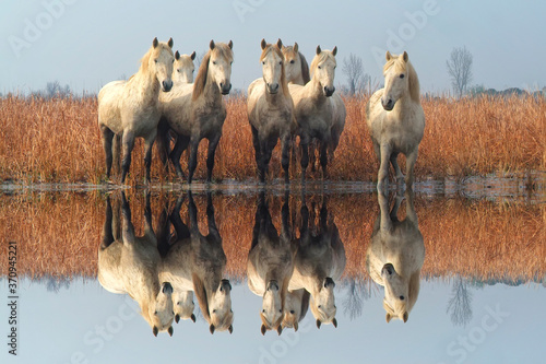 Fototapeta Naklejka Na Ścianę i Meble -  Camargue horses in the marsh; Camargue; Bouches du Rhône; France.