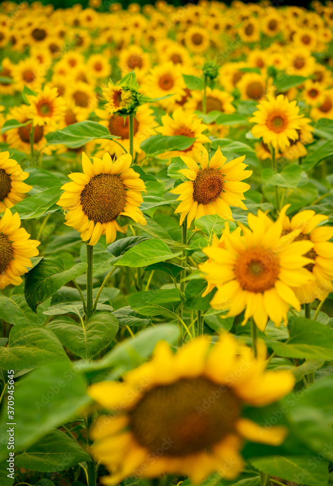 Sunflowers blooming in the field Sunflowers blooming in the field