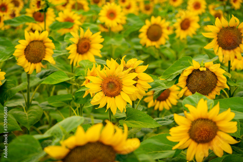 Sunflowers blooming in the field