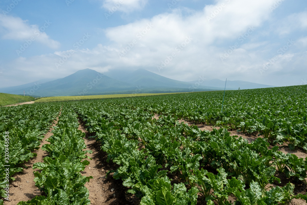 北海道 畑 北海道 畑